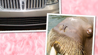 <em>Vanity Fair</em> Compares Lincoln MKS To Cunnilingus-Mouthed Walrus